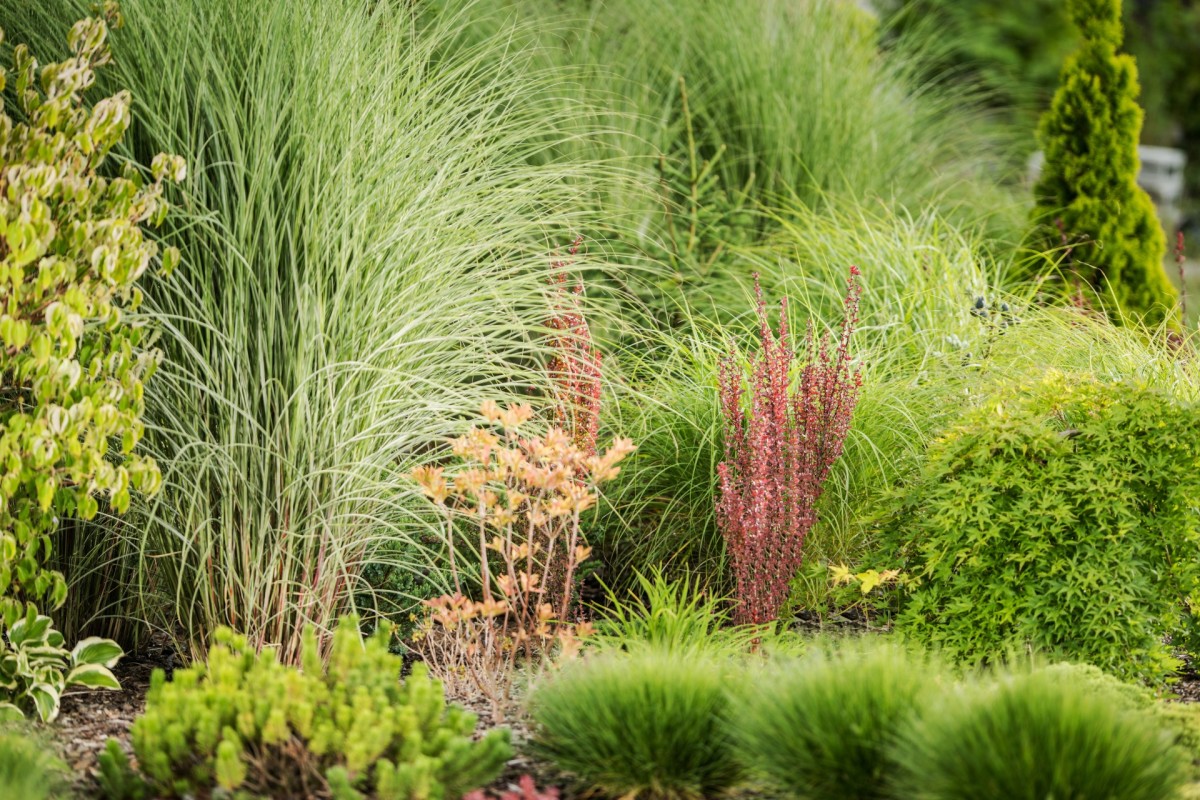 Easy Plant Trick Is the Perfect Solution to Water Accumulating in Low ...