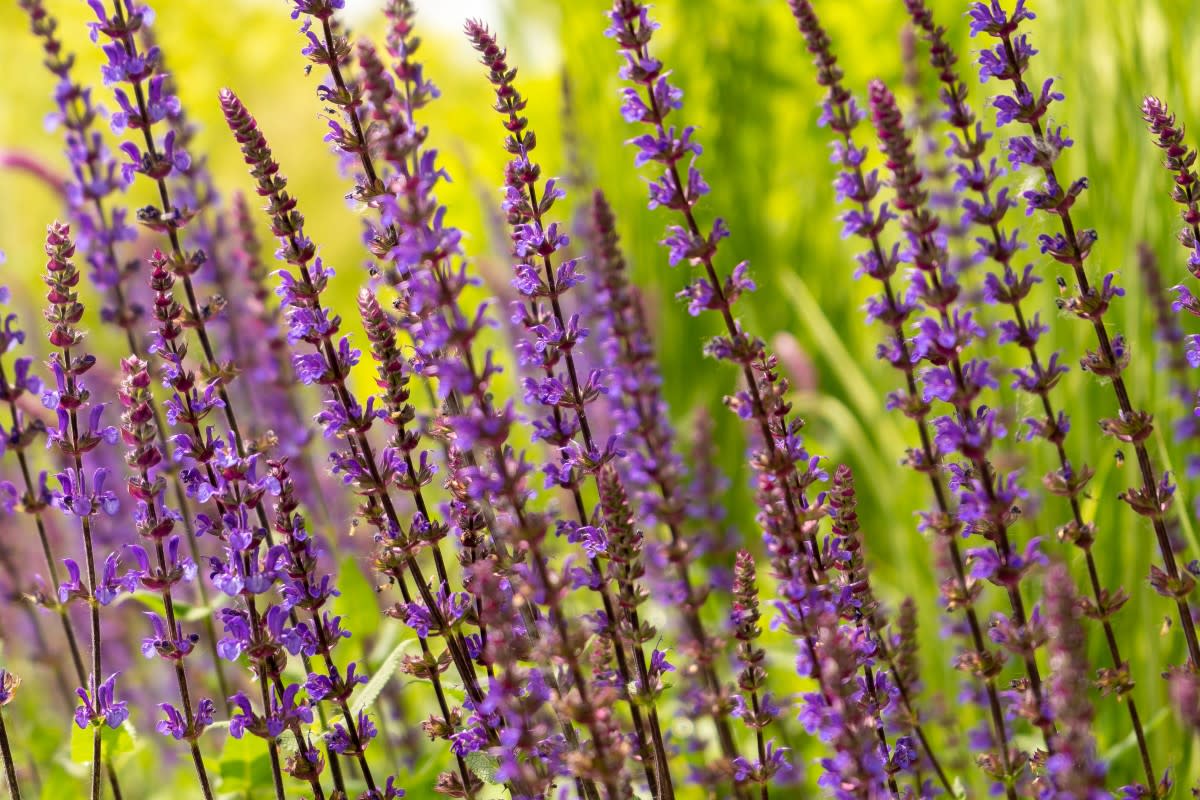 10 Fastest-Growing Perennials for a More Beautiful Garden - Dengarden News