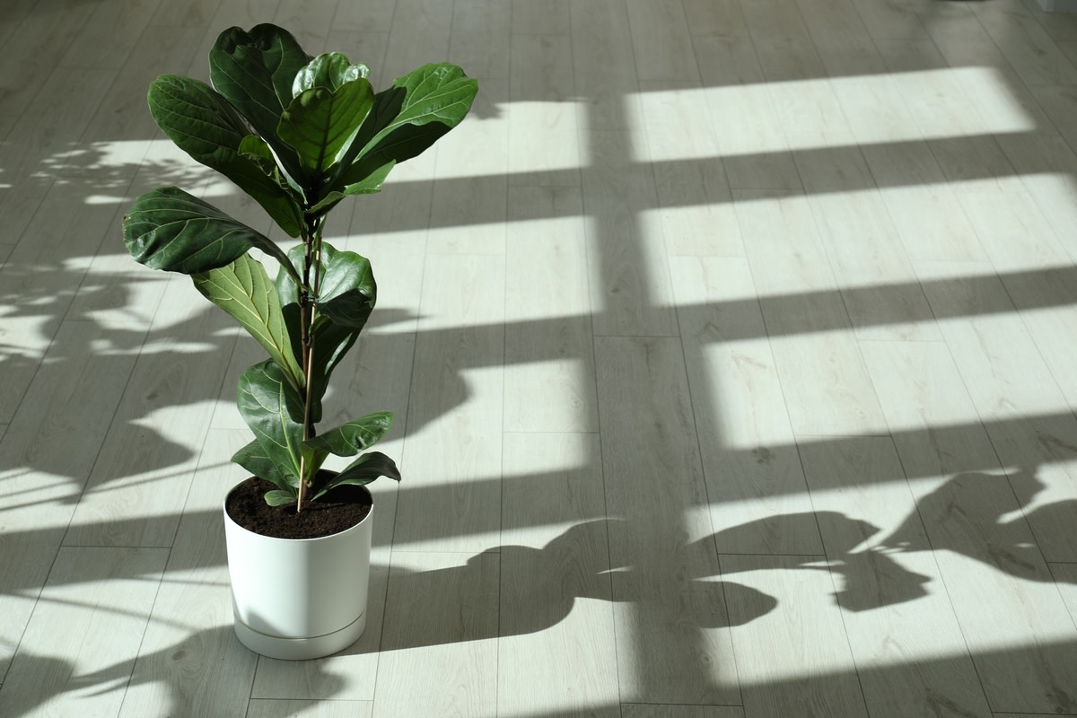 Costco's Huge New Fiddle Leaf Figs Are Blowing People's Minds