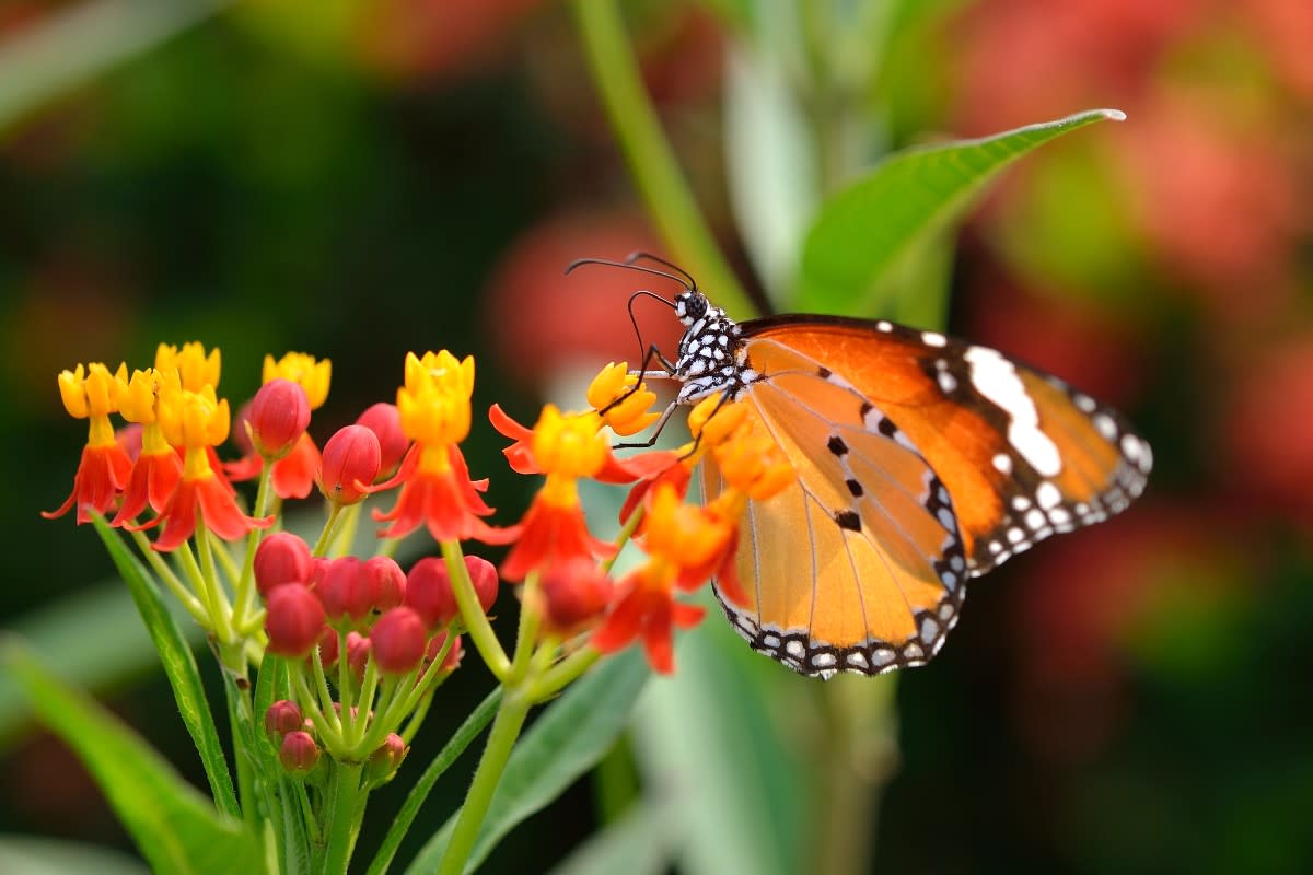 Gardener's List of Butterfly-Attracting Plants Promises a Total Show ...