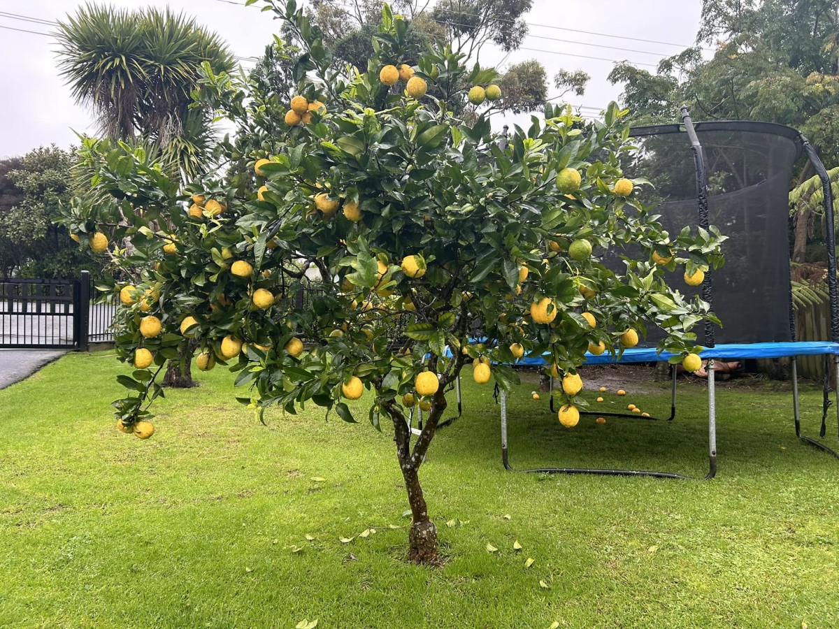 Florida Gardener's Lemon Tree Grows Like a Weed and People Are Baffled