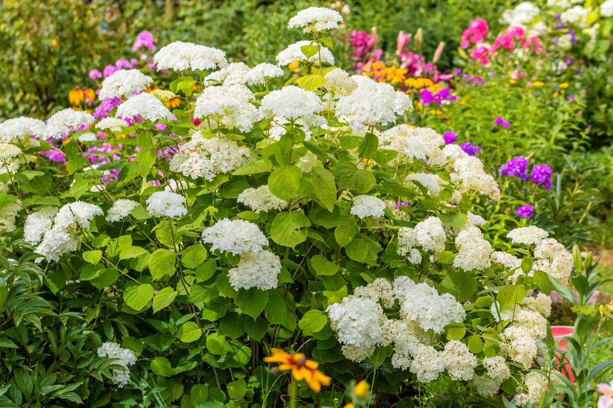 Gardner Shares Her Trick For Keeping Hydrangeas From Drooping In The   Hydrangea Annabelle Smooth Hydrangea Hydrangea A 2023 02 14 01 20 05 Utc 