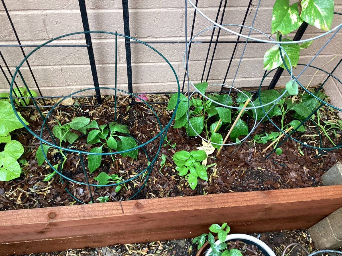 9 Plants That Survived the Arizona Summer on My Patio Dengarden