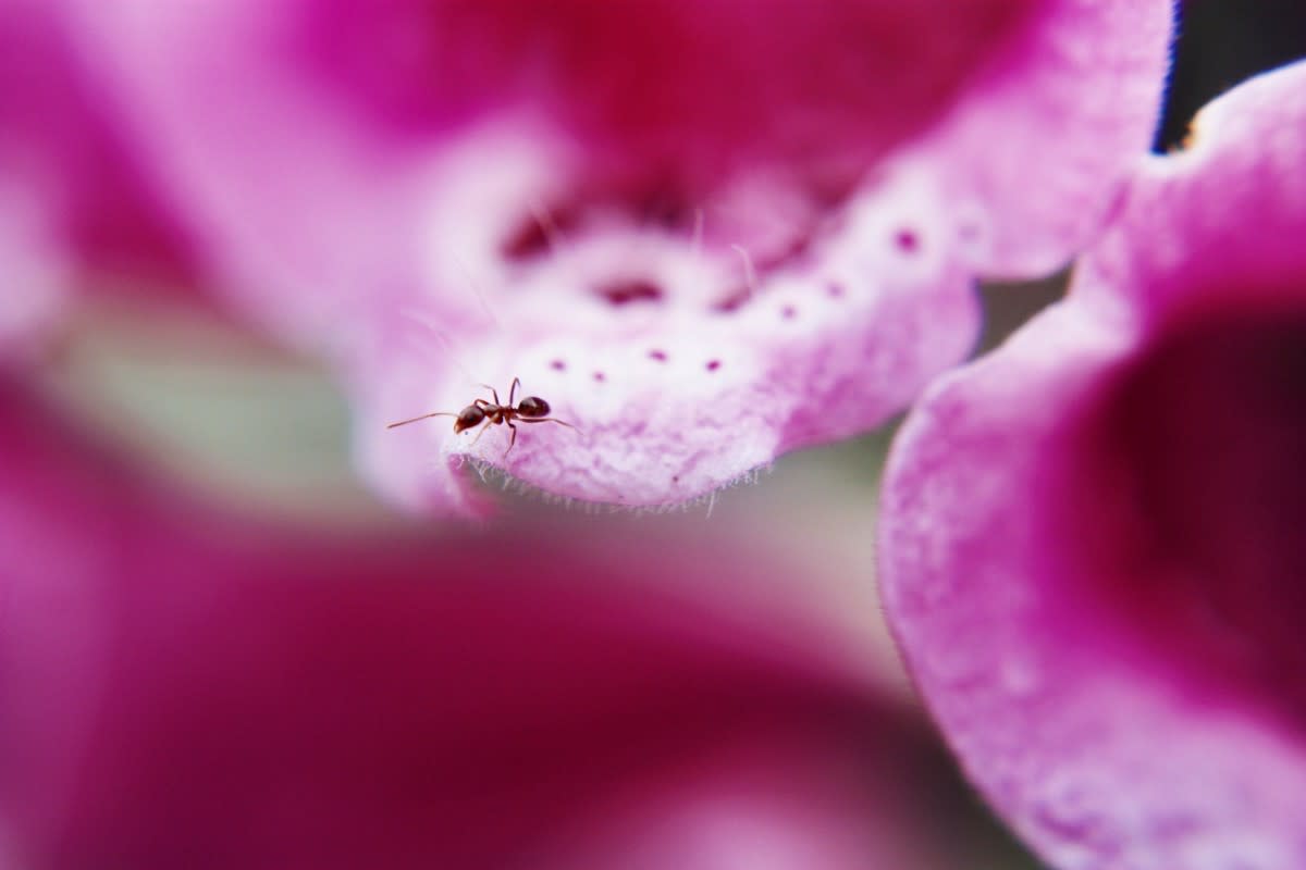 Gardening Mom Shares Her Hack For Keeping Ants Off Her Plants   Ant 