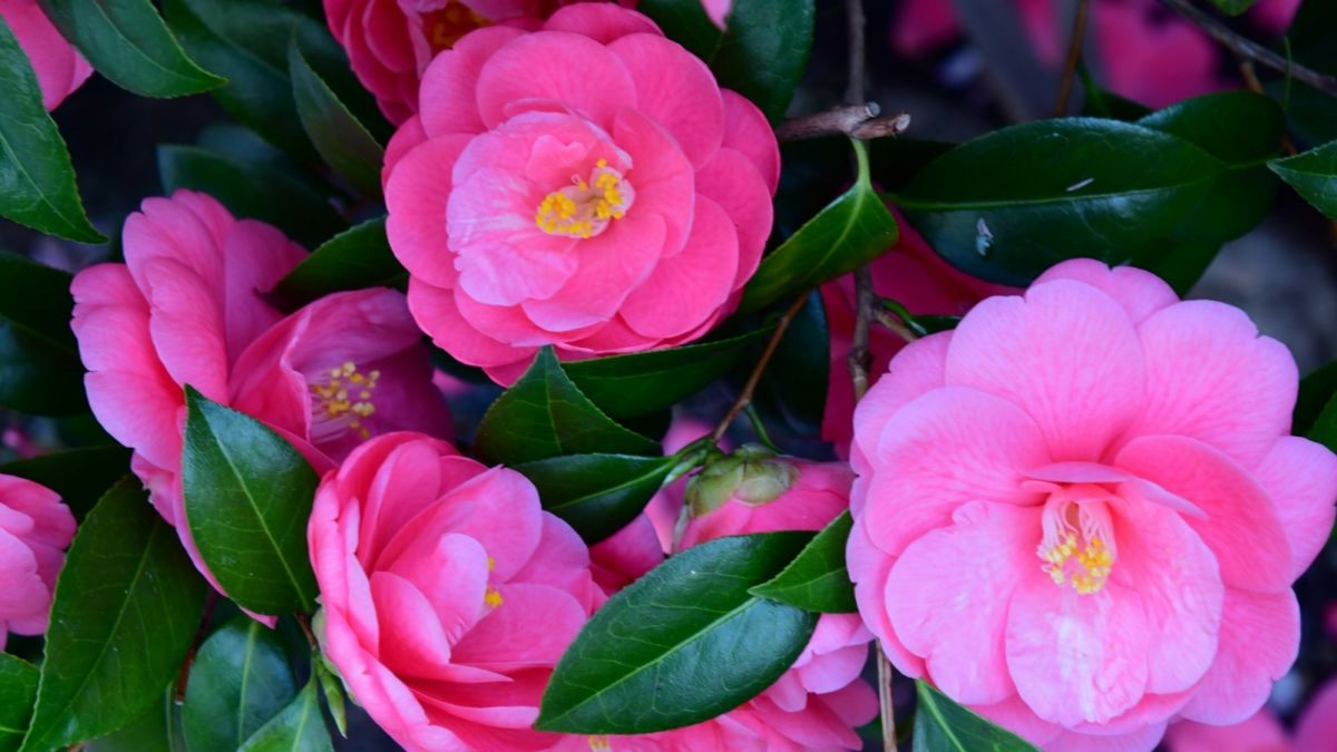 How to Plant Camellias in the Garden Dengarden