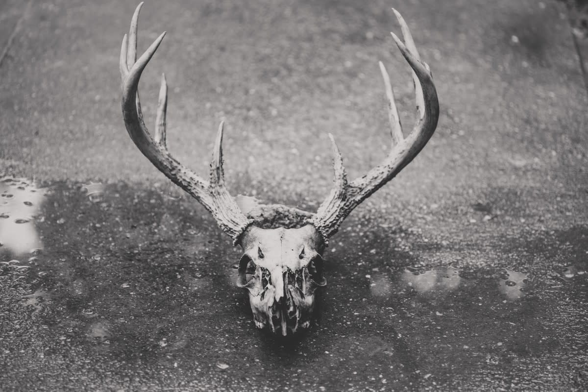 Woman Combines Deer Skull, Borax Crystals, and Holo Flakes For One