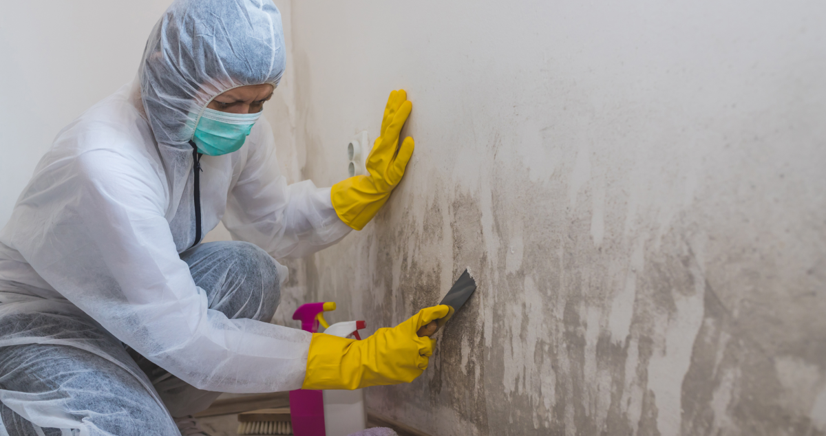 Here Are 6 Ways to Effectively Remove Mold - Dengarden News