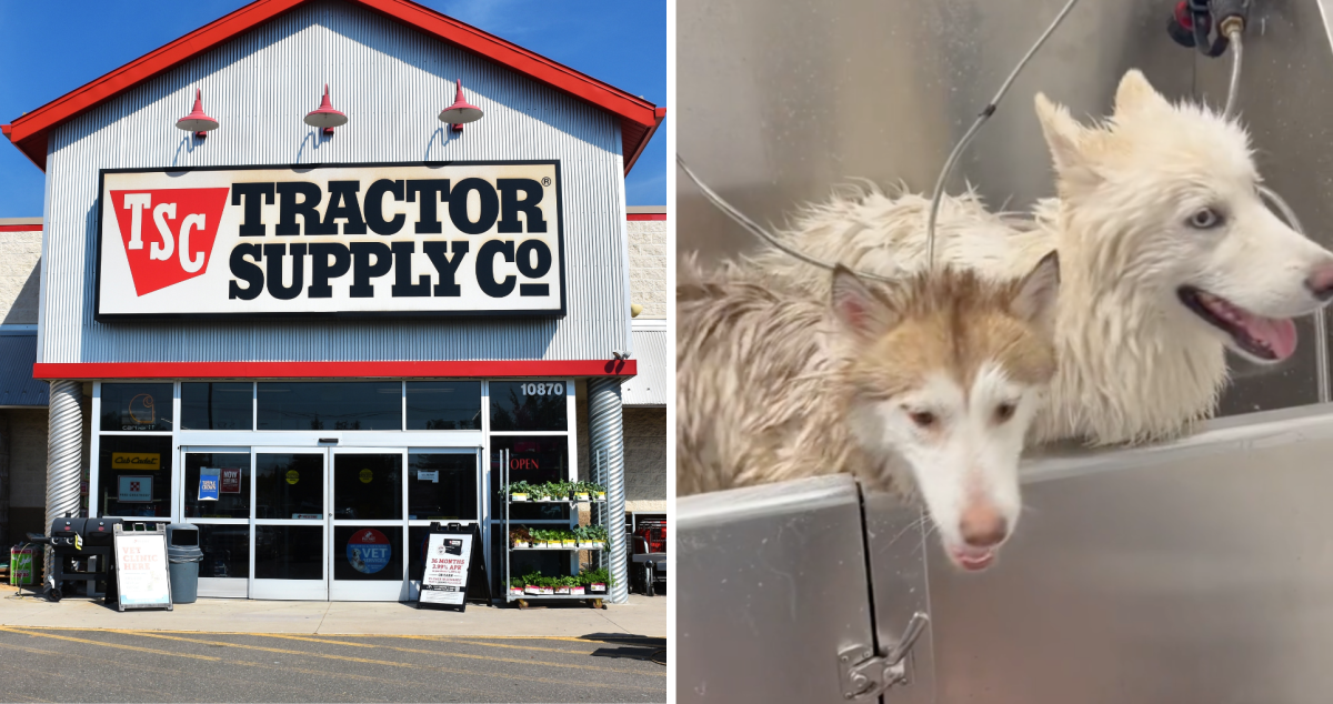 Tractor supply outlet dog brush