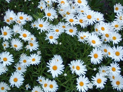daisy's flowers photos