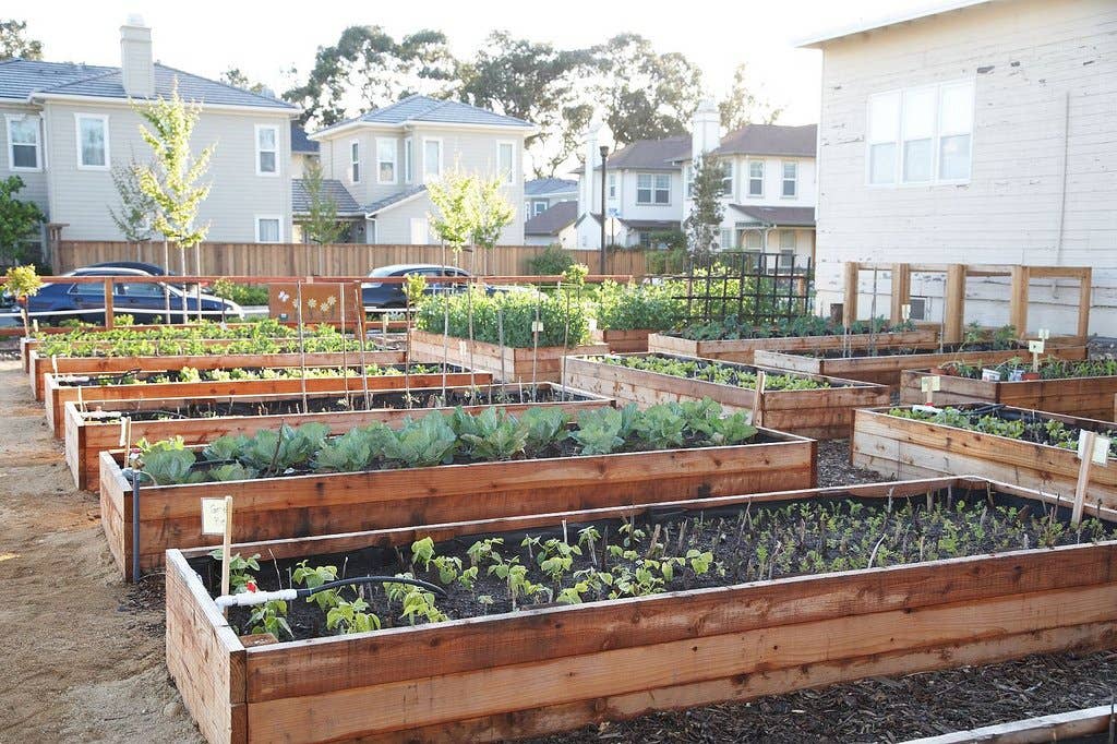 How Deep Do Raised Garden Beds Need to Be: Ultimate Guide