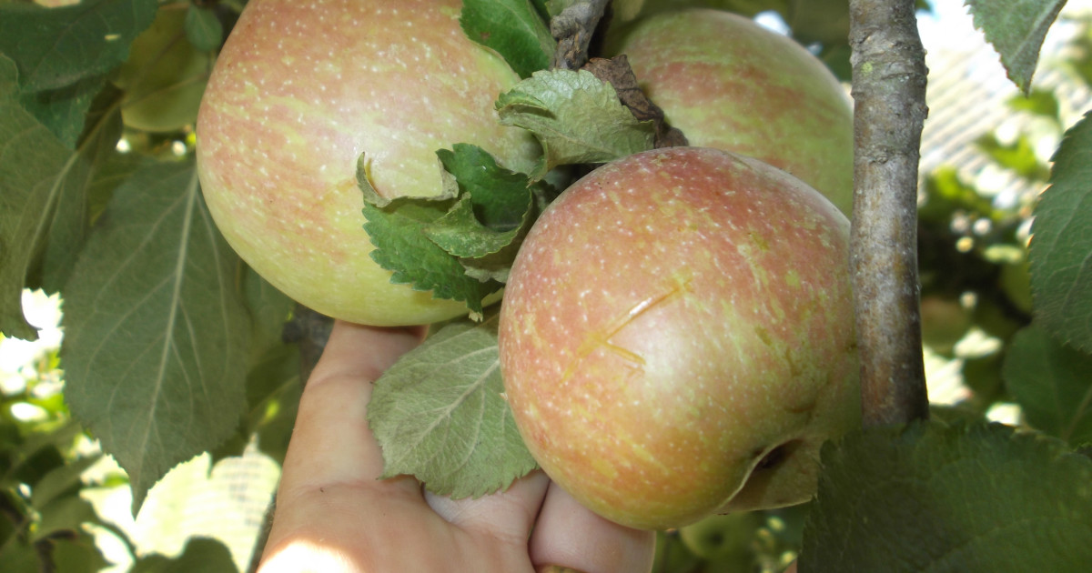 How to Give New Life to an Old Apple Tree - Dengarden