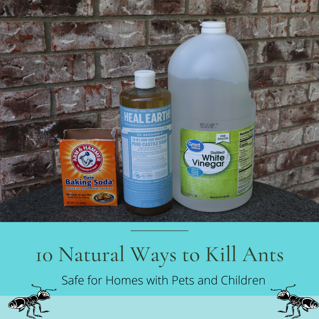 How to Get Rid of Ants in the Kitchen Naturally 1 How to Get Rid of Ants in the Kitchen Naturally