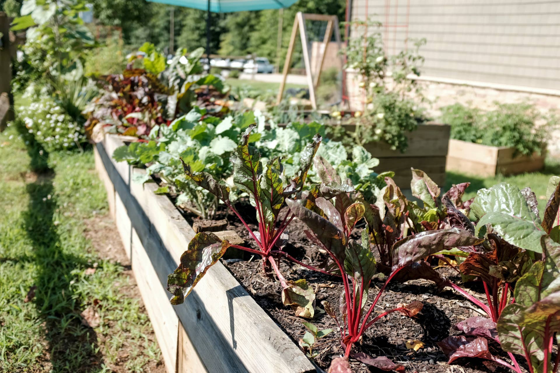 How to Easily Weed a Garden Bed: Simple Tips for Quick Success