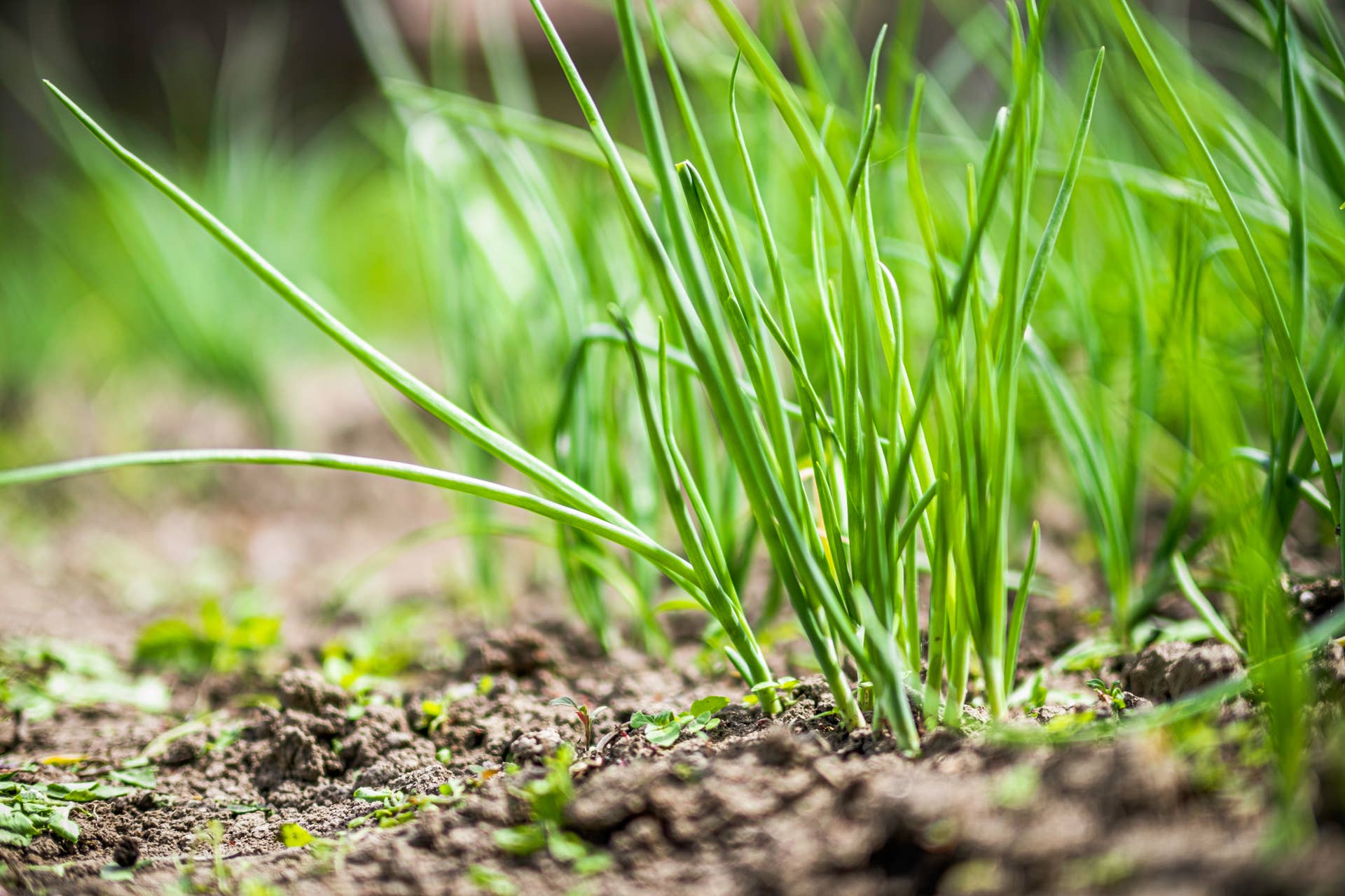 How to Grow Onions from Kitchen Scraps: Easy, Eco-Friendly Tips