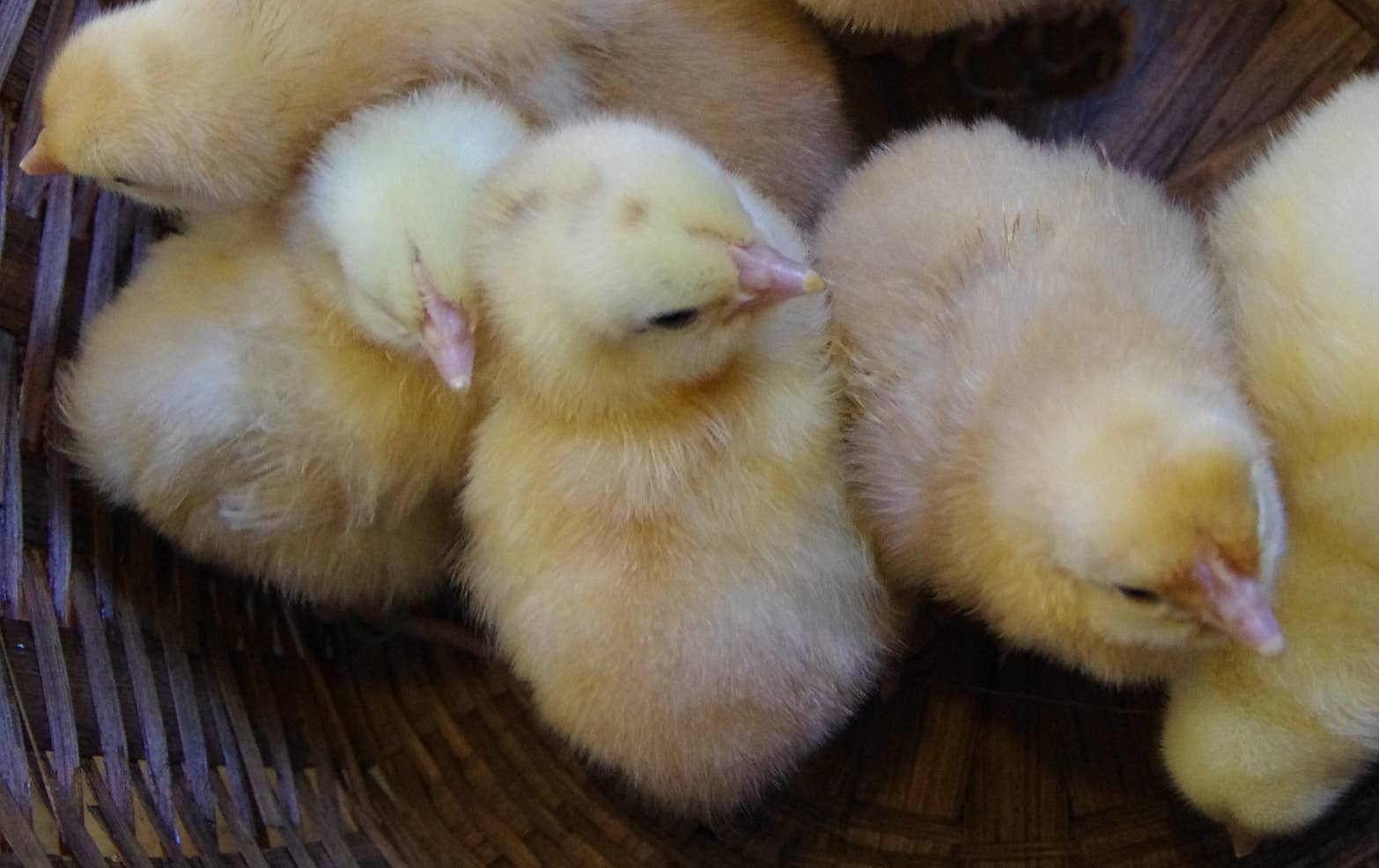 What Are Euskal Oiloas (or Basque Hens) and Why Would Anyone Want These ...