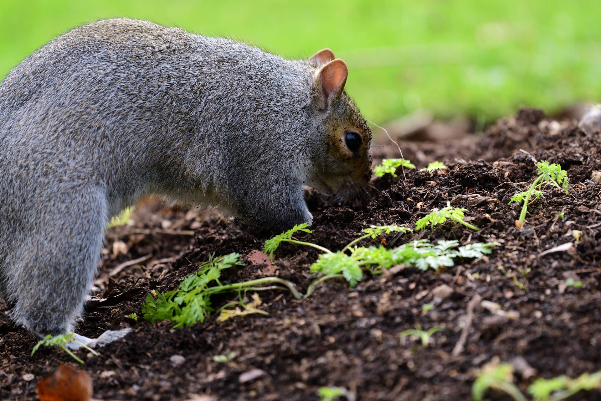 How to Stop Squirrels From Digging up Your Bulbs - Dengarden