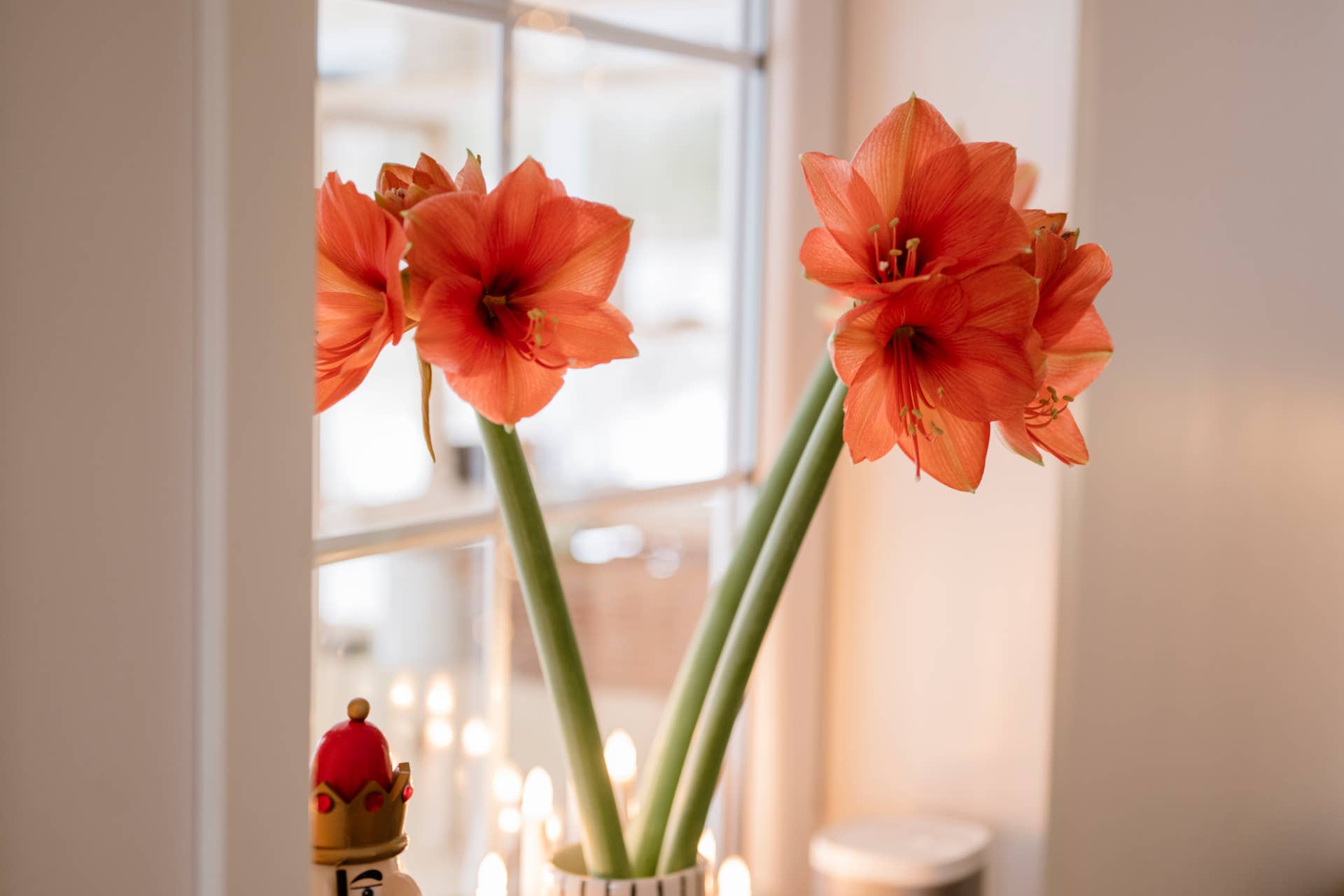 Yes, Amaryllis Can Bloom Again Next Year! Here's How to Make It Happen