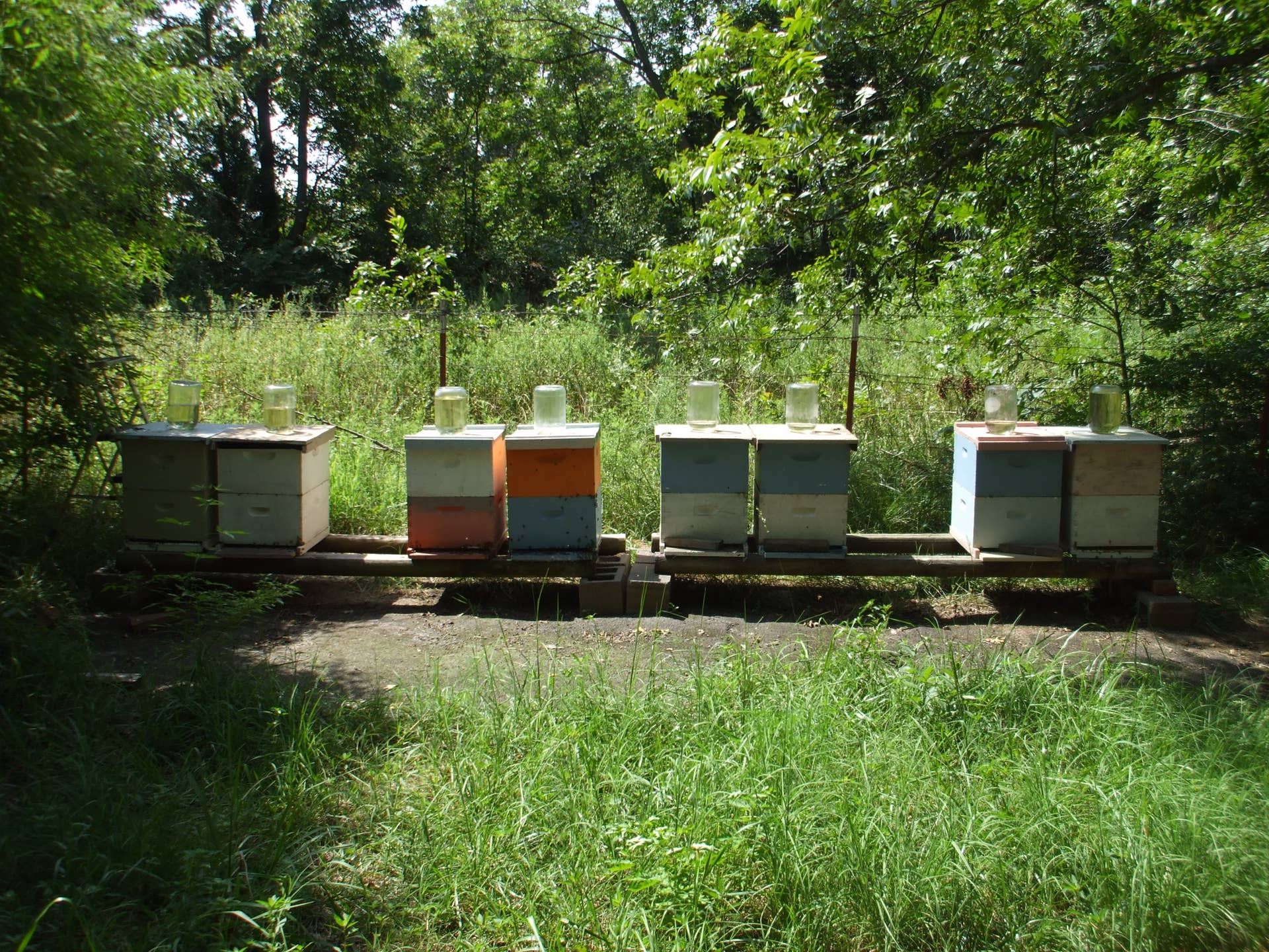 7 Benefits of Making Fall Splits to Bee Hives - Dengarden