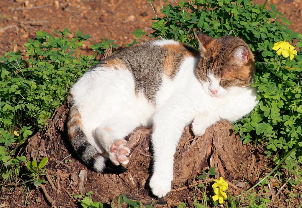 How to Stop Cats From Coming Into Your Garden - Dengarden
