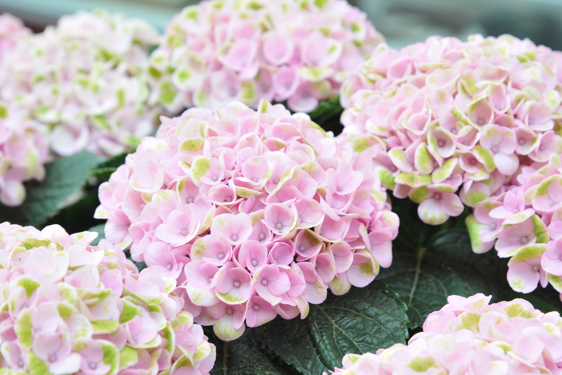 How to Use Rooting Hormone to Propagate Hydrangeas - Dengarden