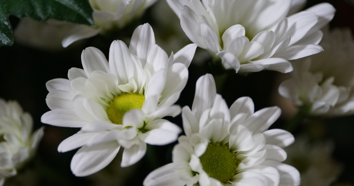 35 Types of White Flowers (With Names and Pictures) - Dengarden