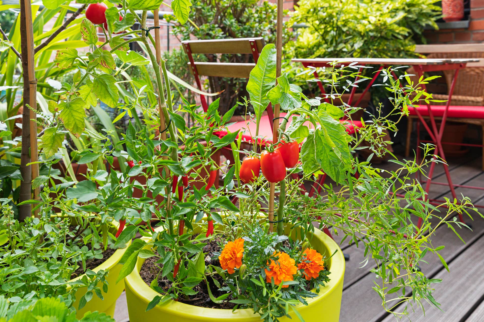 How to Plant and Grow Hot Peppers - Dengarden