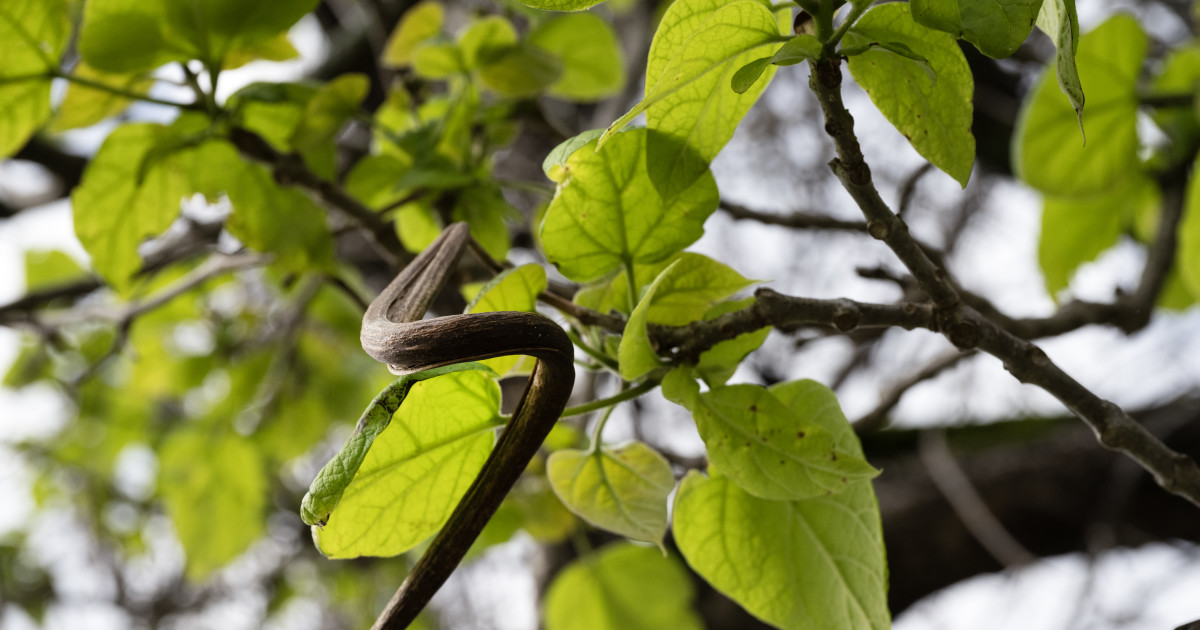 How To Grow and Care For Catalpa Trees Dengarden