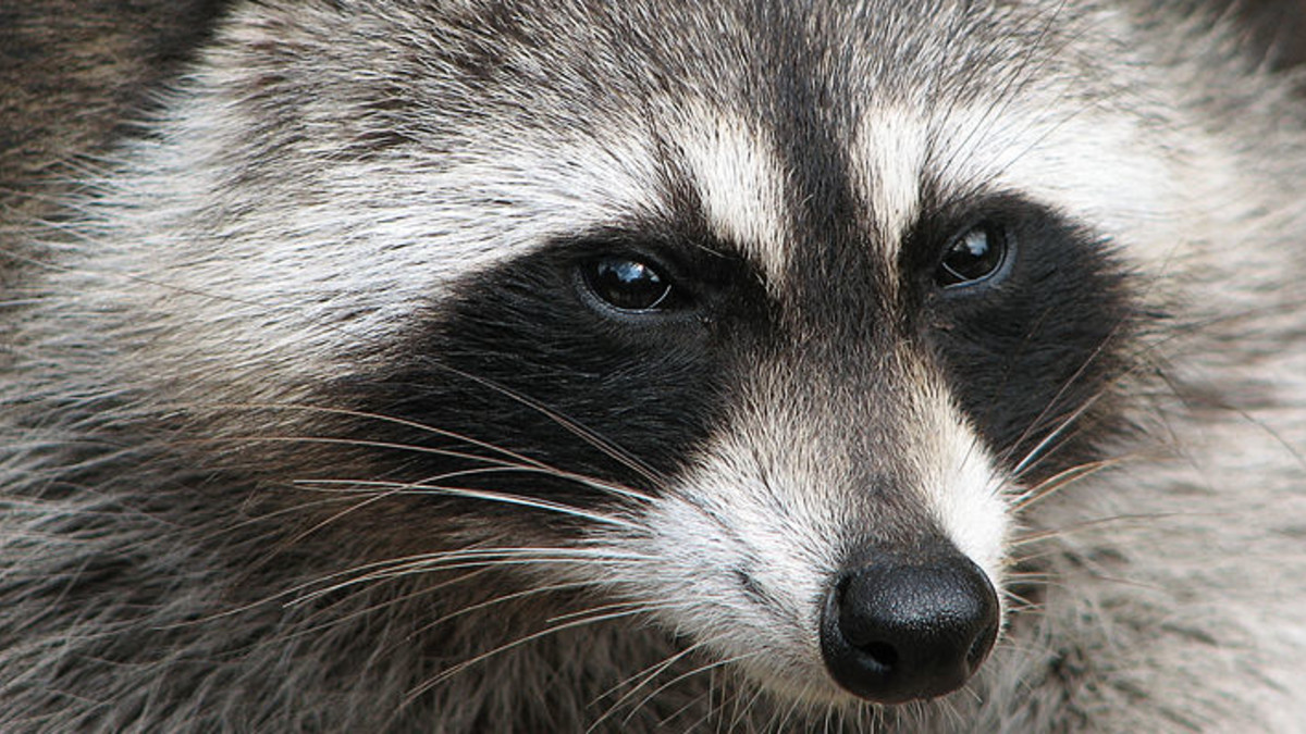 How to Keep Raccoons Out of Cat Food: Effective Tips & Tricks