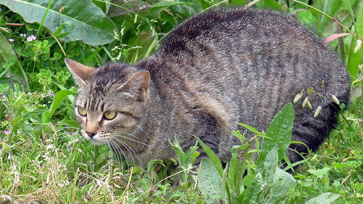How to Keep Feral Cats Away from My House: Effective Tips That Work