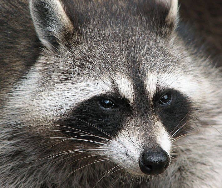 How to Survive a Hurricane Raccoon: Essential Safety Tips Revealed
