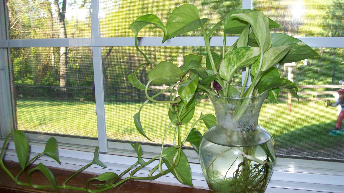 How to Grow Pothos (Devil's Ivy) in Water - Dengarden