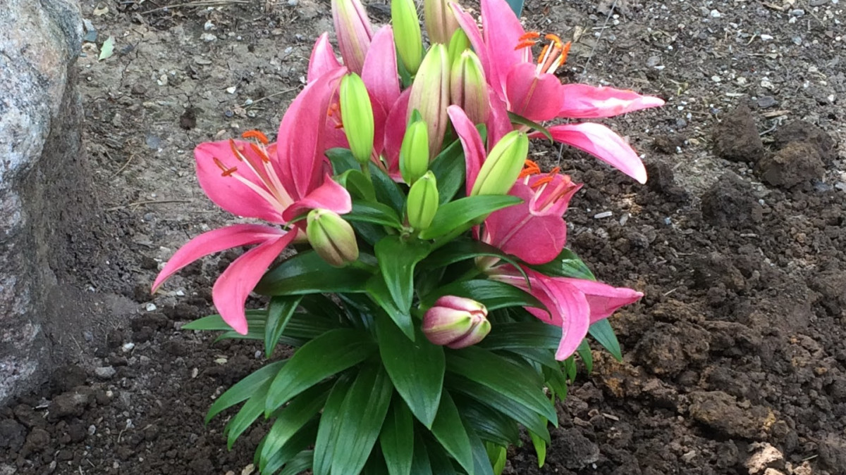 How to Transplant Flowers Successfully: Expert Tips for Thriving Blooms