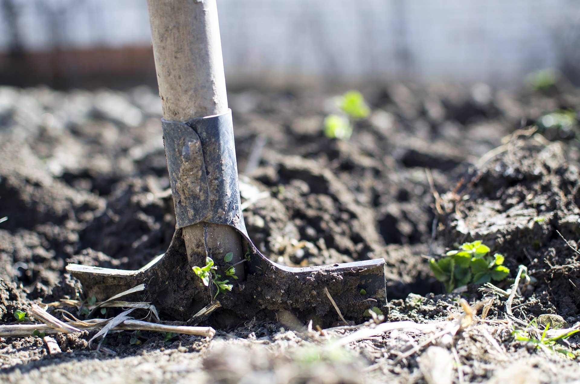 Tilling Vs No-Till Gardening for Backyards: Ultimate Growth Showdown