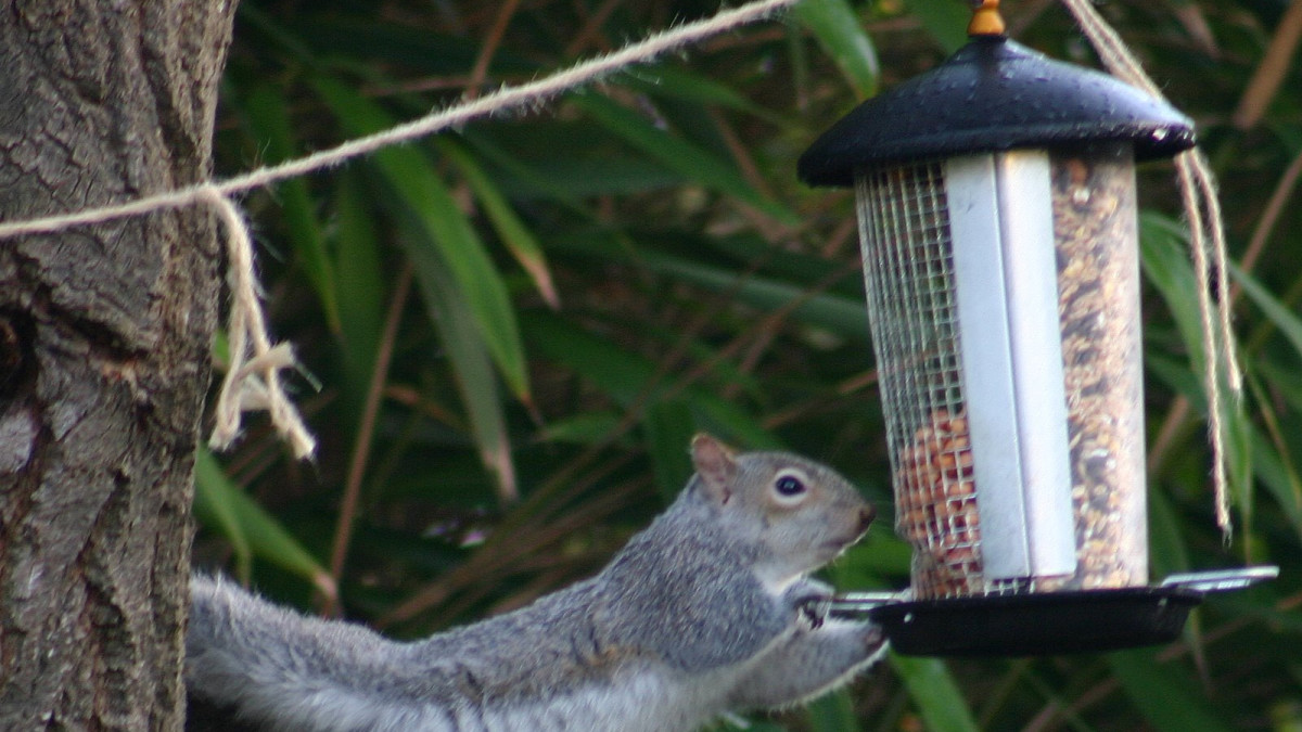 How to Squirrel Proof a Bird Feeder: Easy Tips That Work Fast