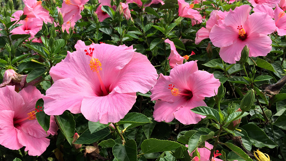 Pink Tropical Flowers With Photos and Planting Tips - Dengarden, image size:1200x675