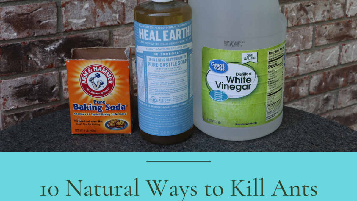 How to Get Rid of Ants around Kitchen Sink 