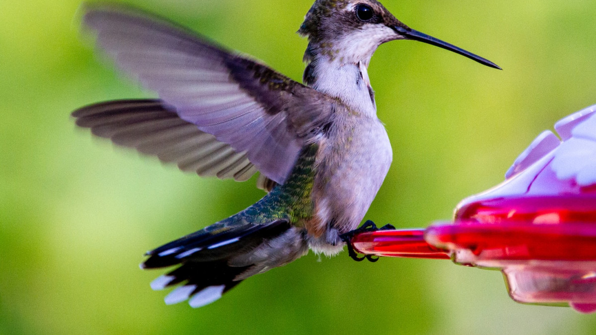 Can You Use Powdered Sugar for Hummingbird Food: Safe or Risky?