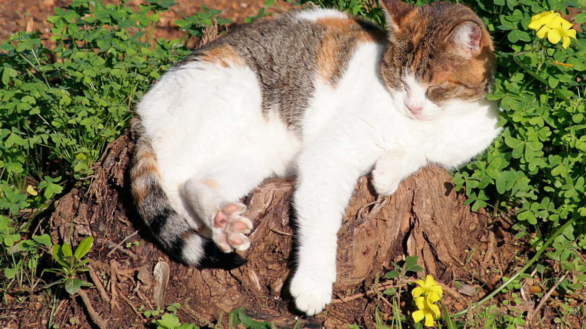 How Do You Get Rid of Cats in Your Backyard: Effective Tips