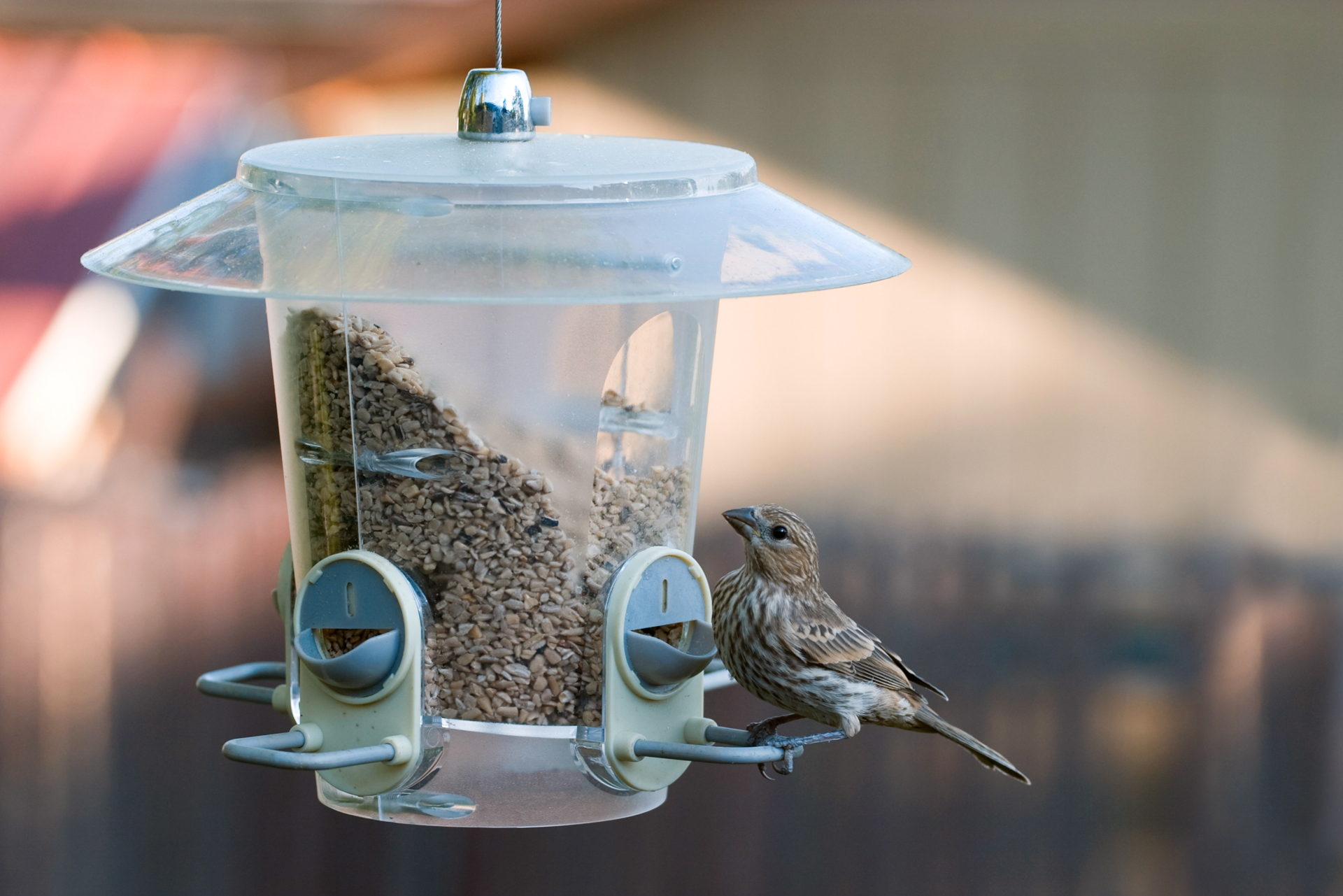 How to Keep Bird Seed Fresh: Expert Tips for Long-Lasting Quality