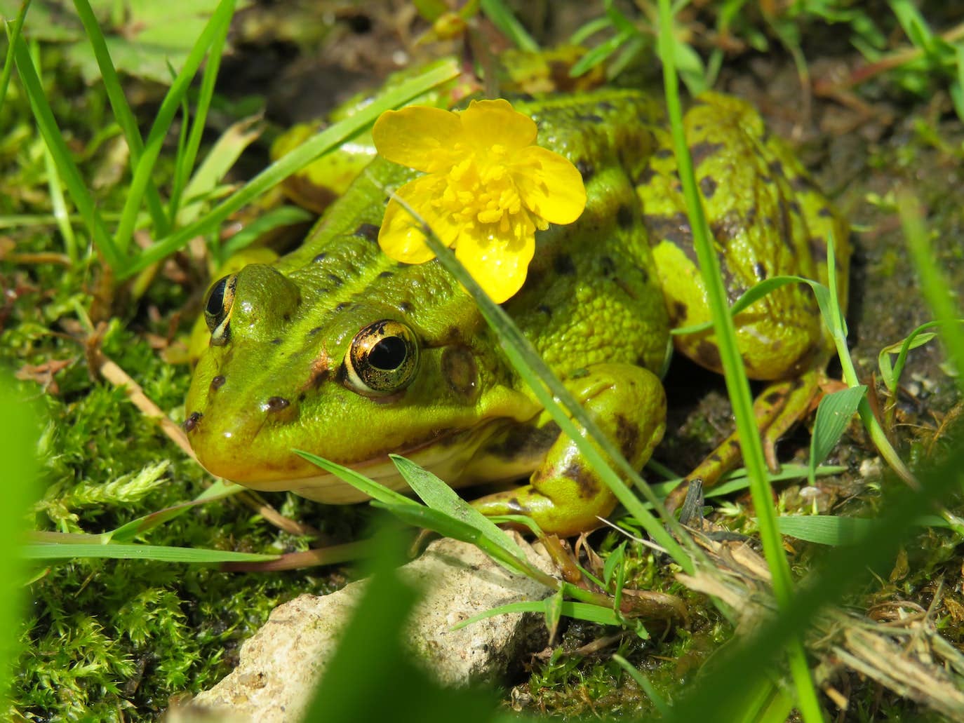 Do Frogs Eat Garden Plants? Unveiling the Truth