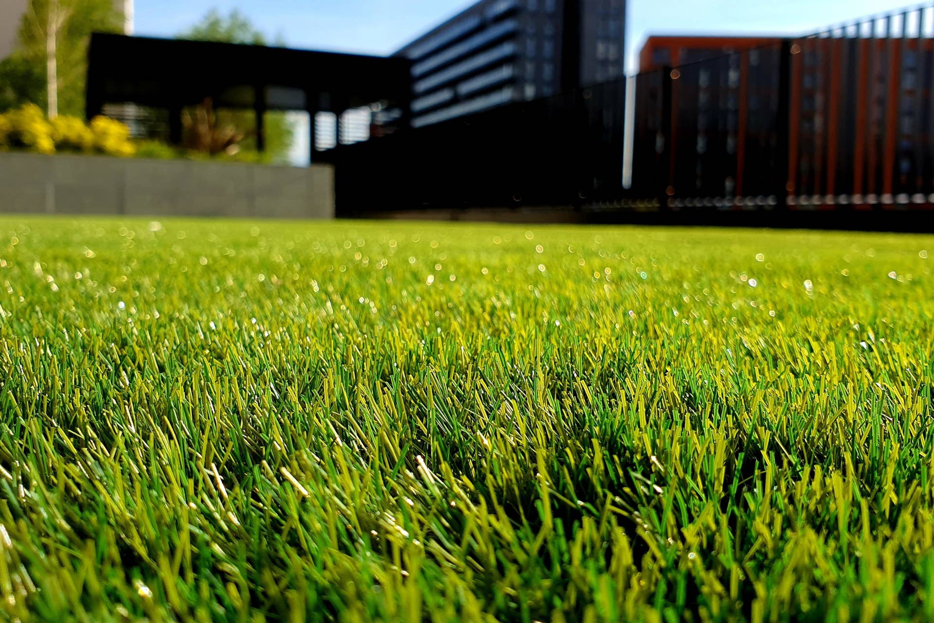 Natural Ways to Dethatch Lawn: Easy Tips for a Healthy Yard