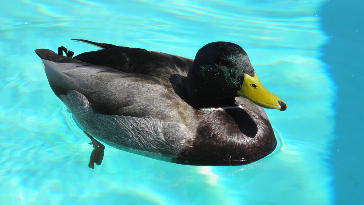How to Keep Birds Away from Your Pool