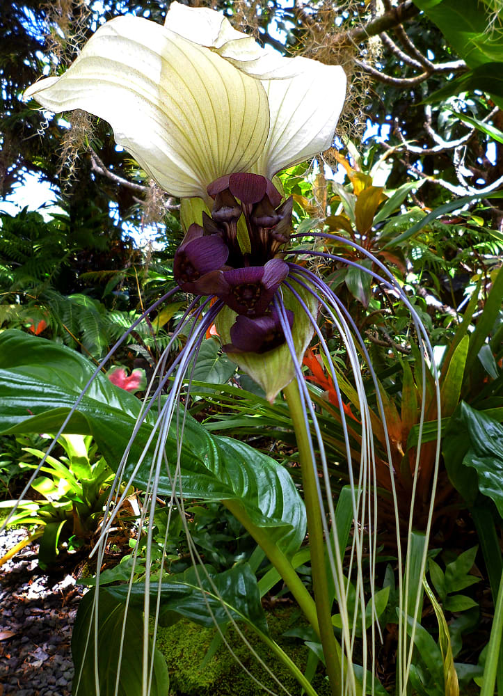 https://dengarden.com/.image/w_3840%2Cq_auto%3Agood%2Cc_limit/MTg0OTA2NzIxODQzNDg3ODY0/strange-freaky-odd-looking-tropical-plants-and-flowers.jpg?arena_f_auto=