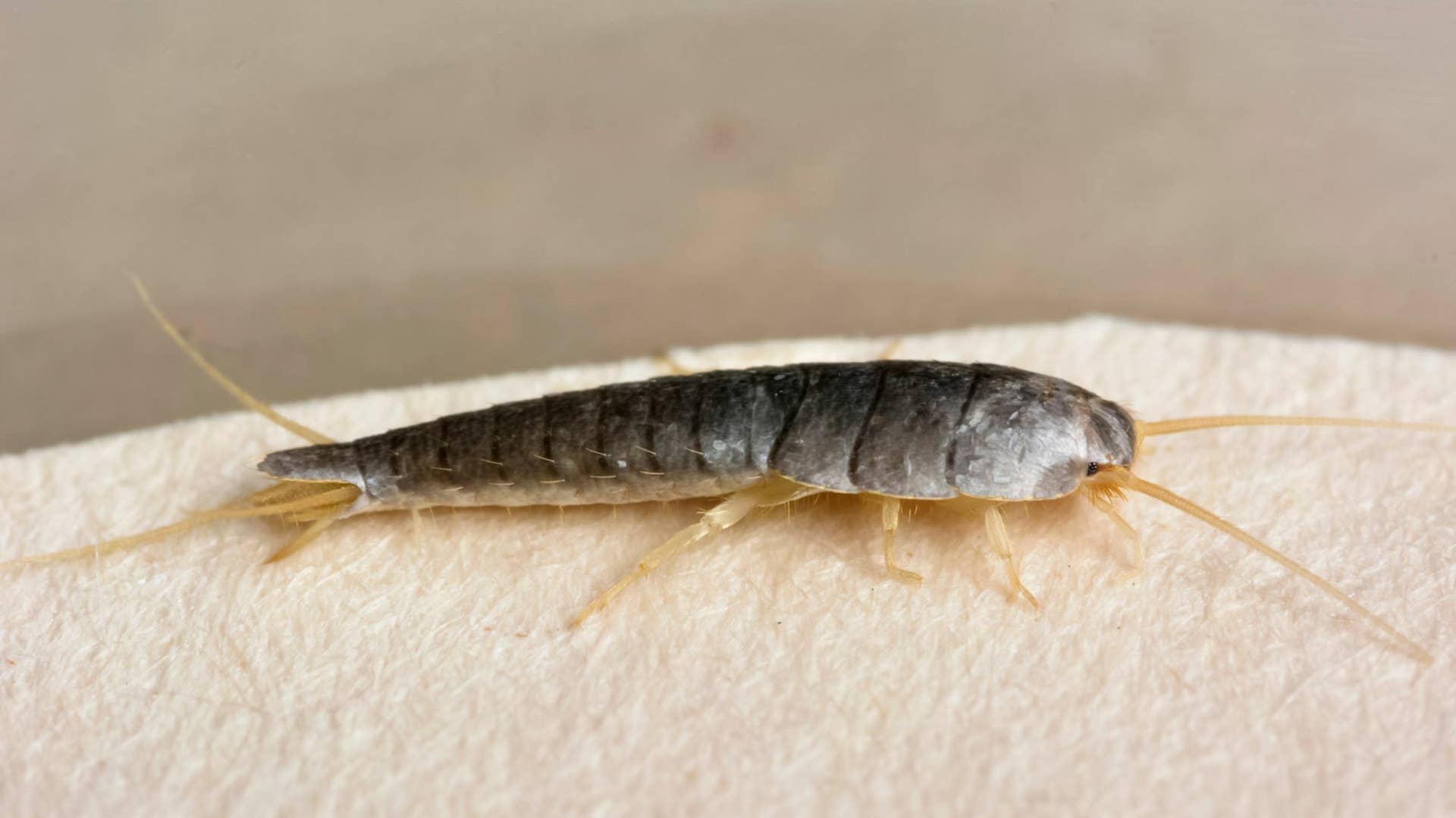 Silverfish Control