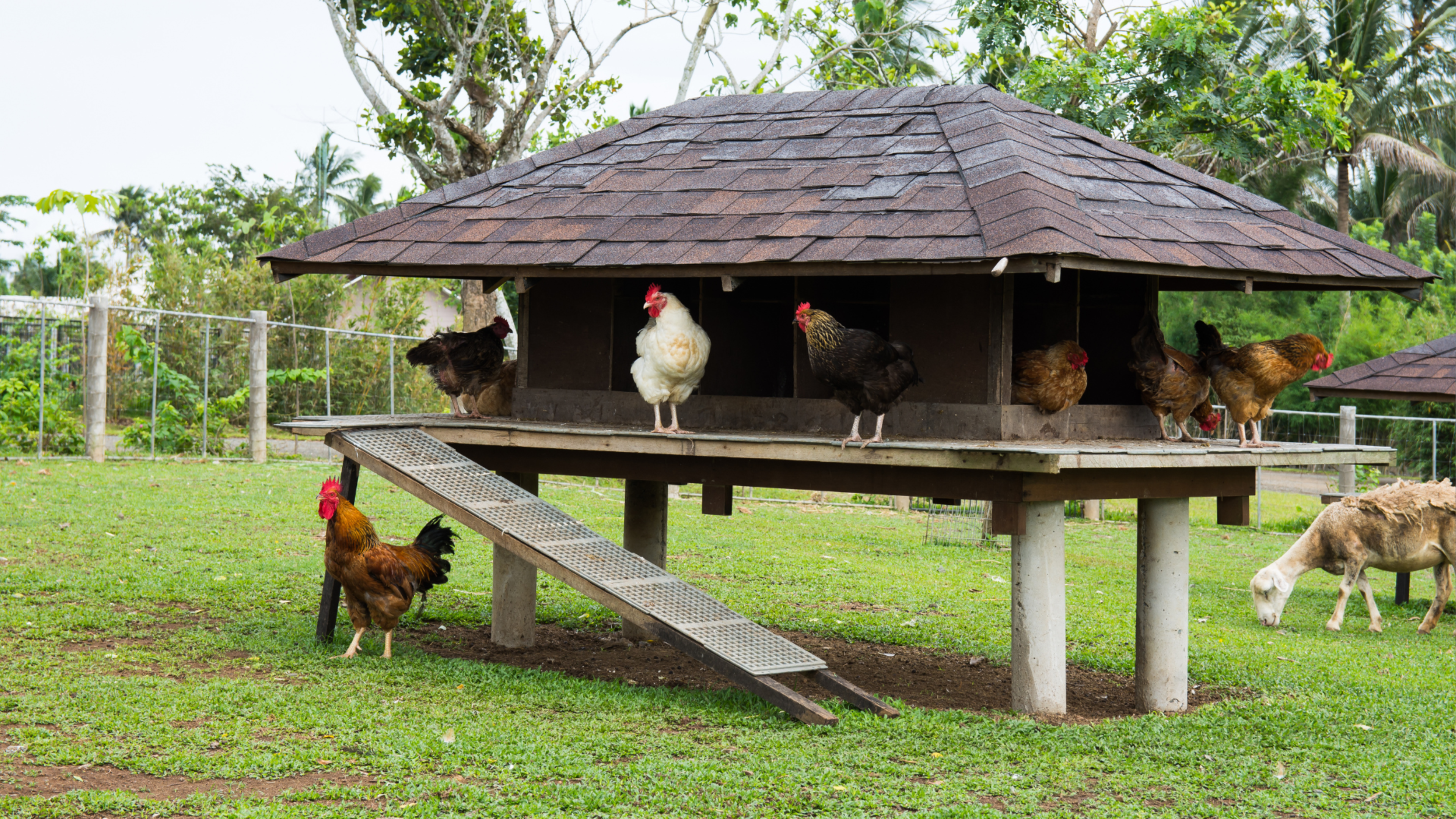 Trick for Making Chicken Wire Look Practically Invisible Has People Impressed