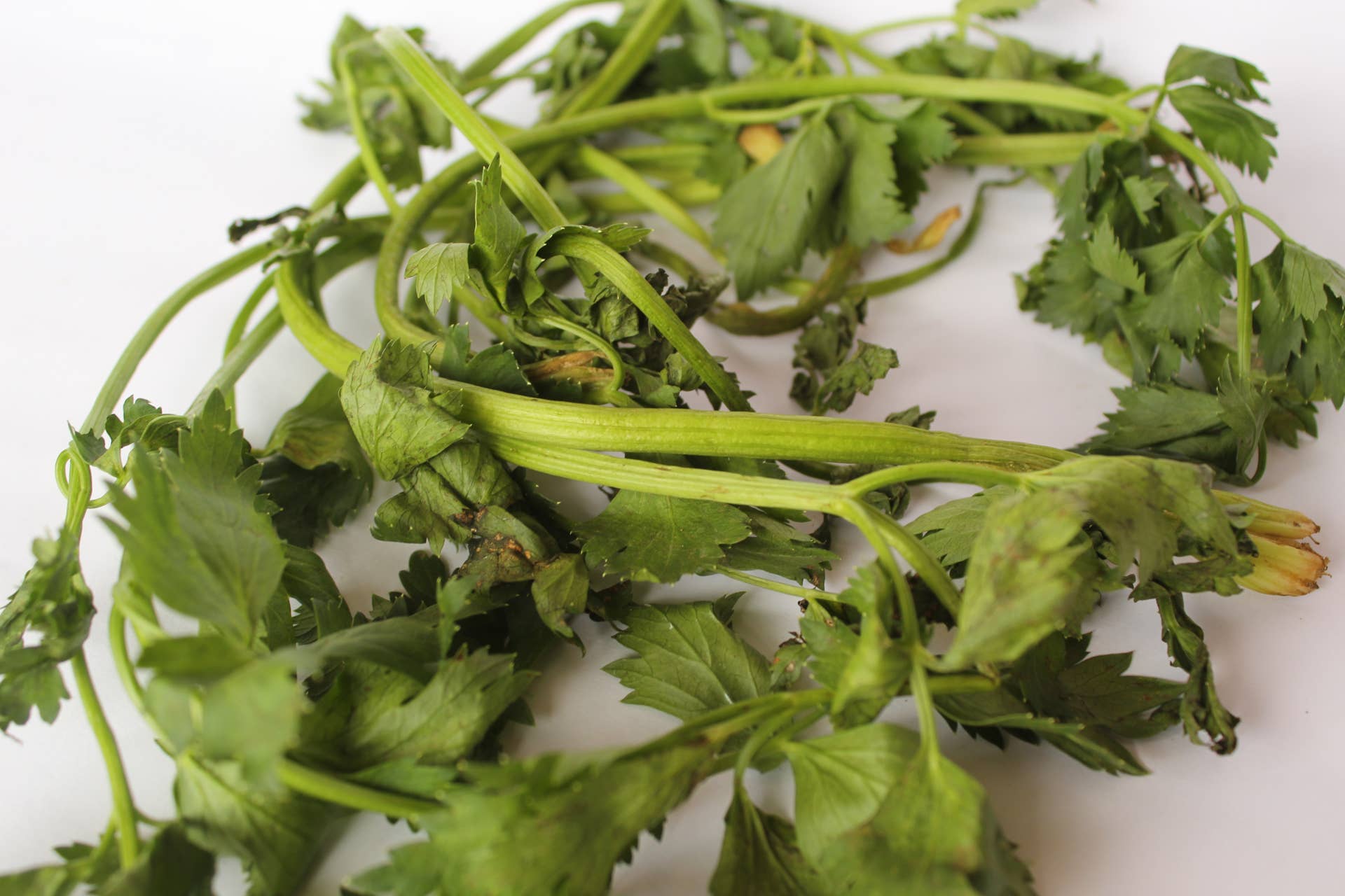 Three Cilantro Cilantro