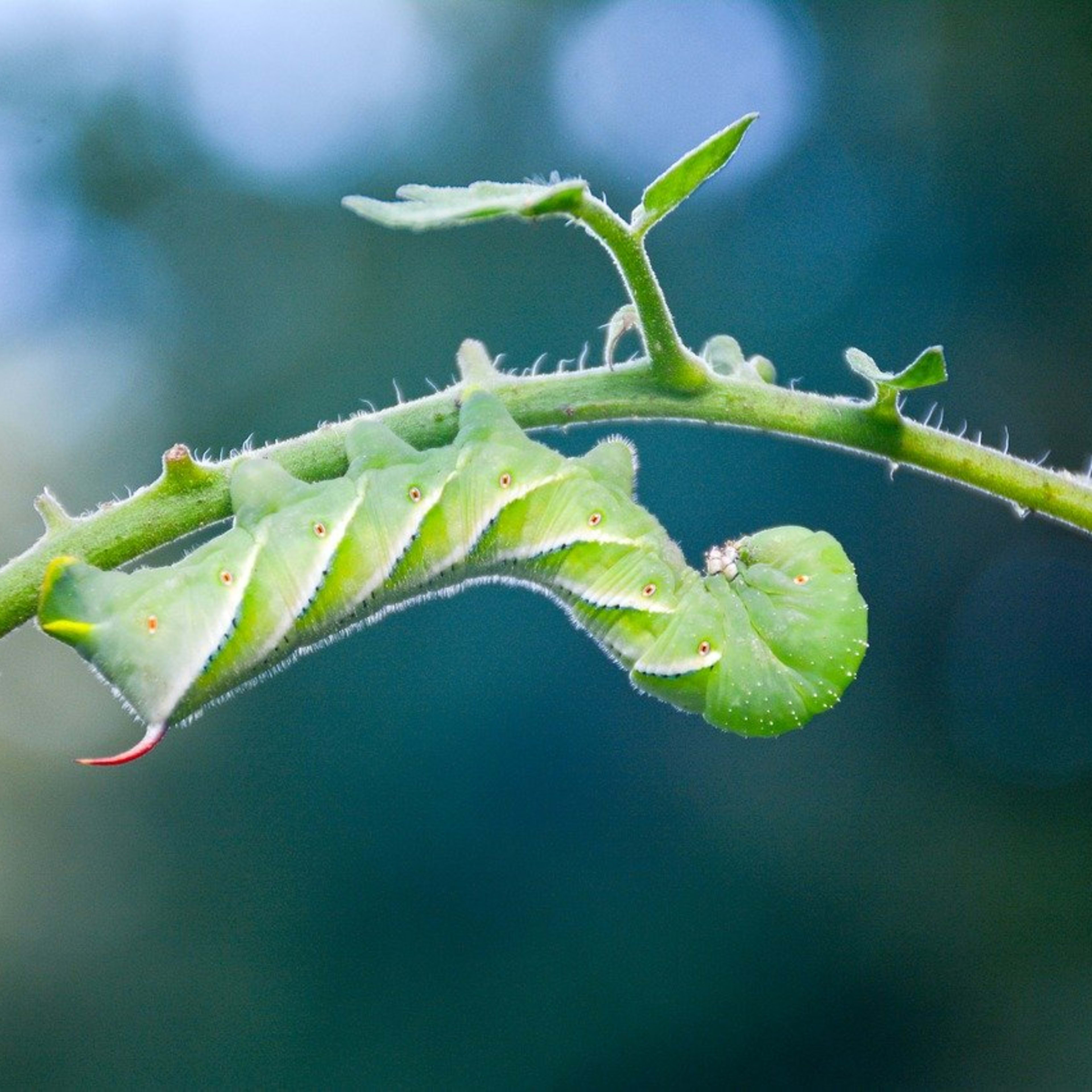 How to Spot (And Stop) This Common Garden Pest This Summer