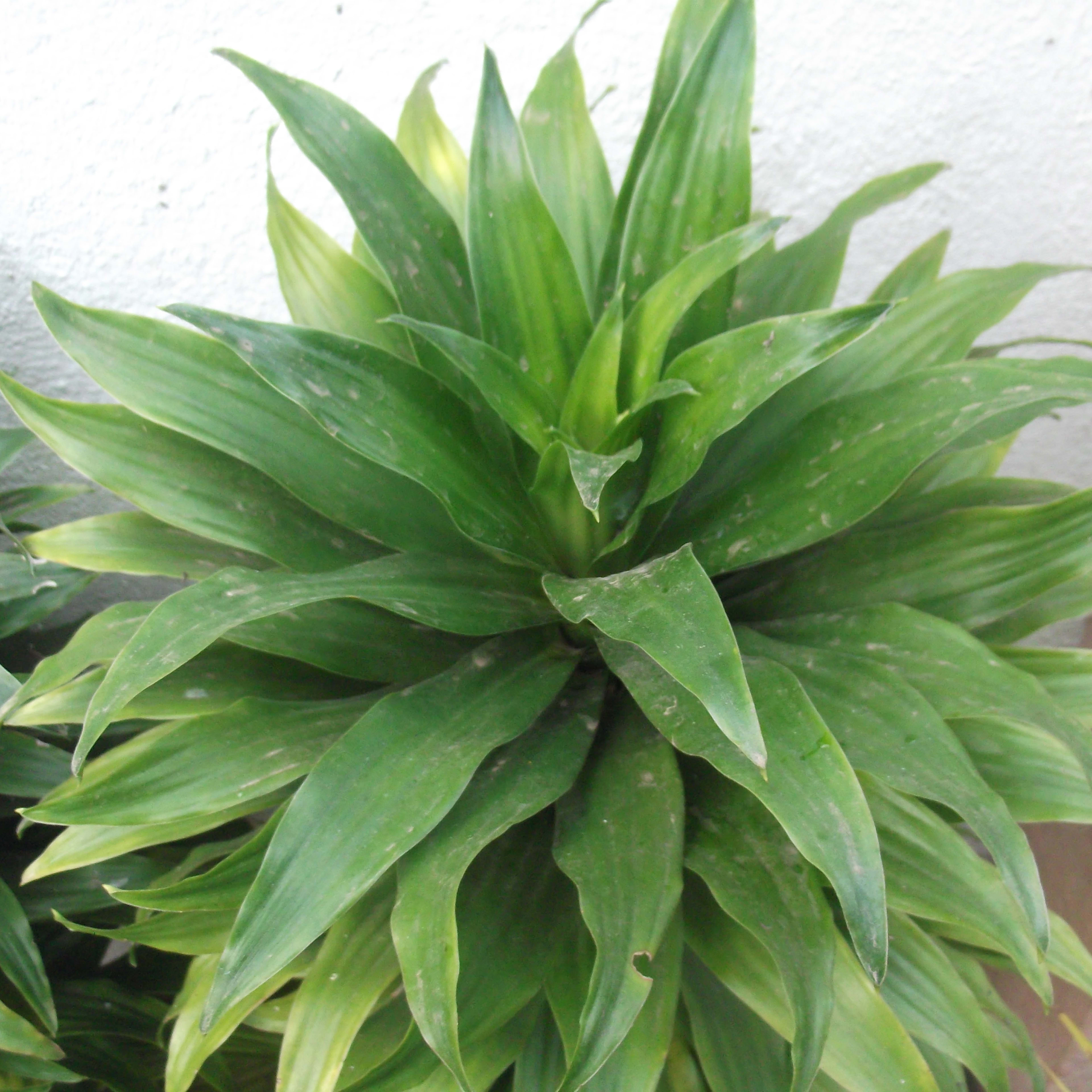 Caring for Dracaena Compacta