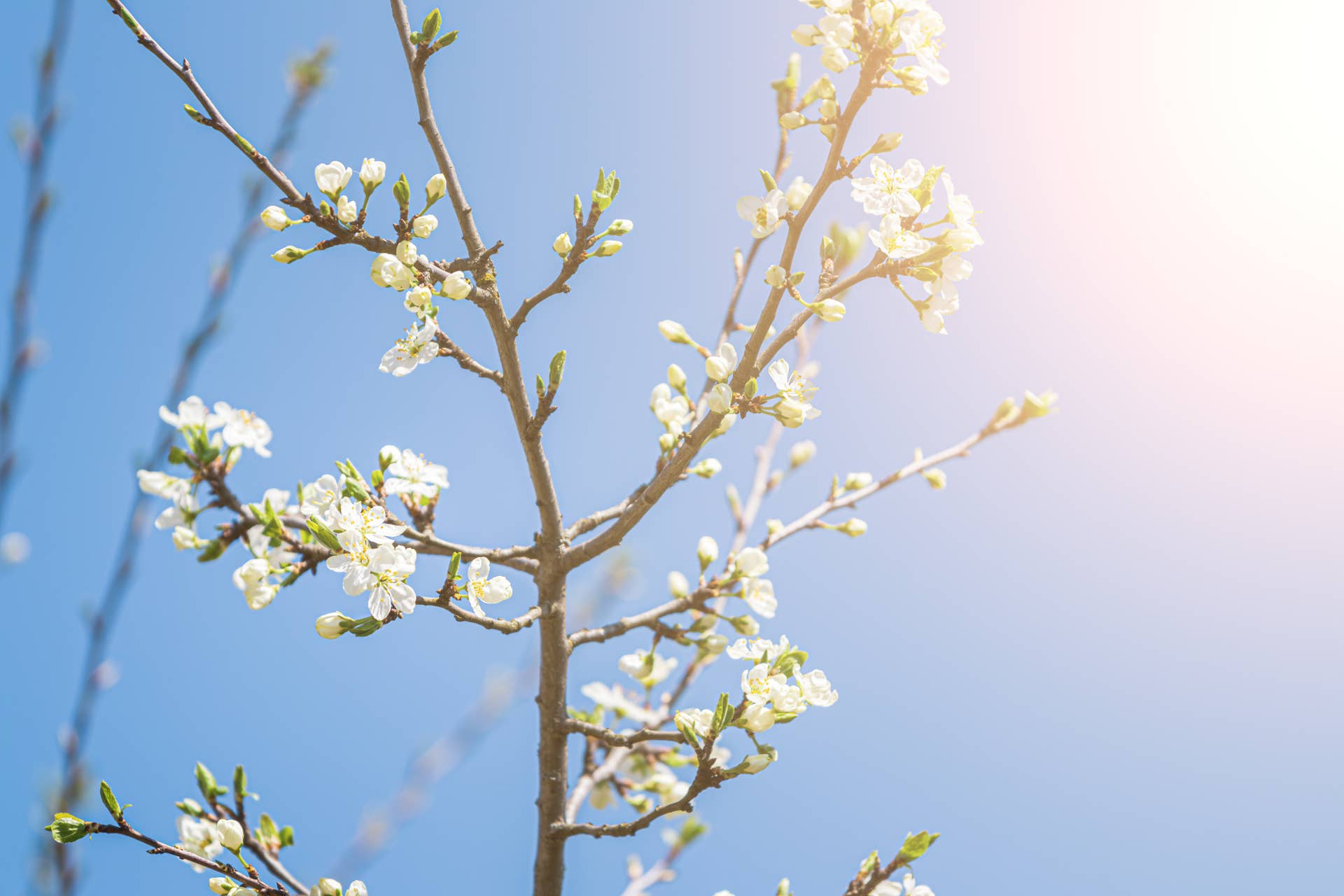 Tree Branch
