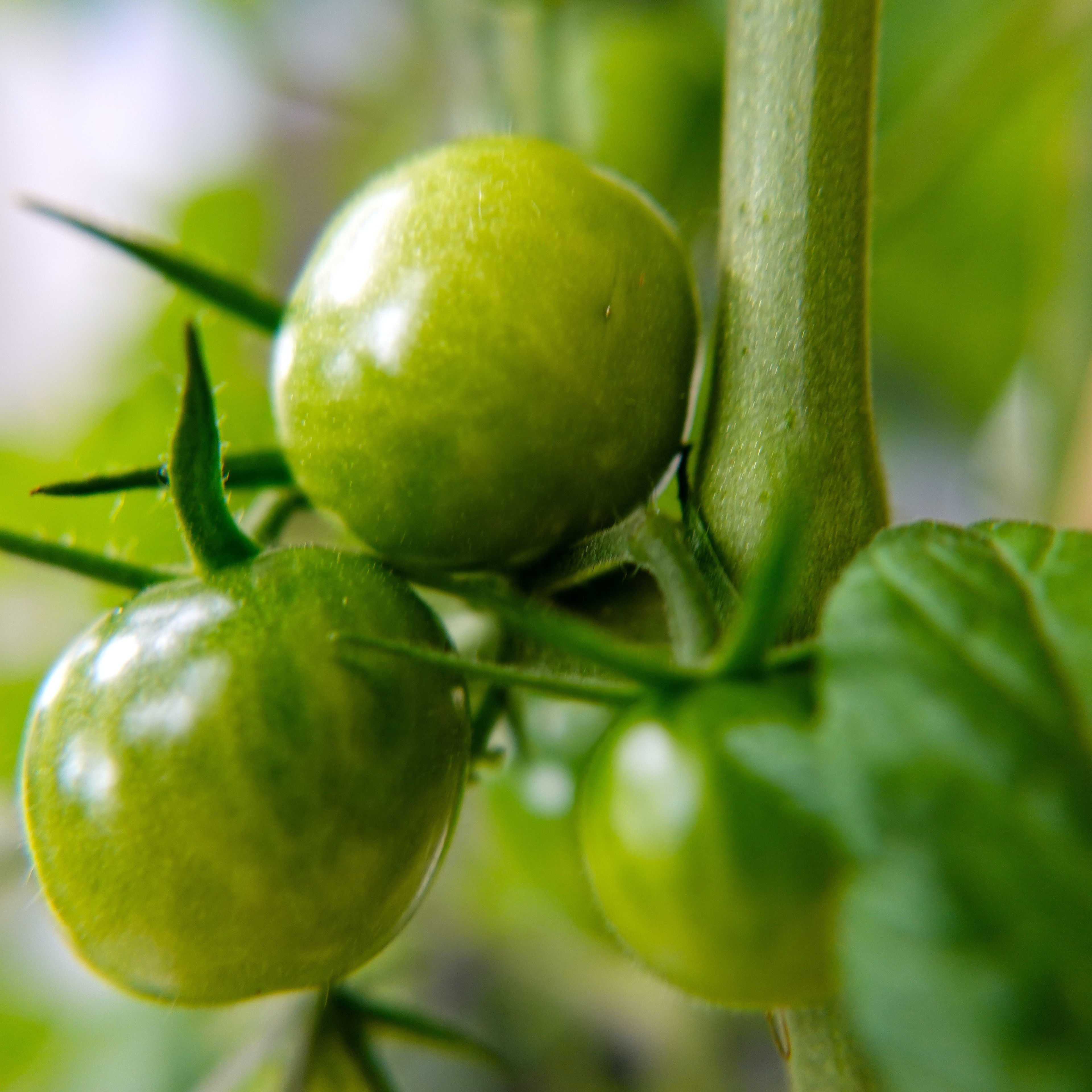 Best Companion Plants for Tomatoes 